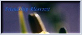 Friendship-Blossoms